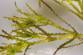 Image result for Najas marina