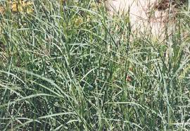 Cynodon dactylon, known as bermuda grass, dhoob, dūrvā grass, ethana grass, dubo, dog's tooth grass, bahama grass, devil's grass, couch grass, indian doab, arugampul, grama. Flora West Europa De Flora