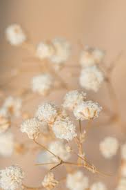 Dried Gypsophila Flowers Macro Shot Premium Image By Rawpixel Com Teddy Rawpixel Gypsophila Flower Flower Aesthetic Aesthetic Iphone Wallpaper