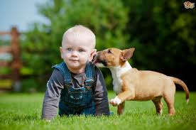 Should I Let My Dog Kiss The Kids Pets4homes Are you searching for kissing dog png images or vector? should i let my dog kiss the kids