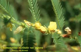 Image result for Chamaecrista paralias