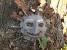 Fantasy Tree Face