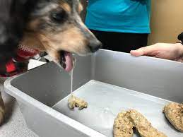 Why Is My Dog Throwing Up Undigested Food