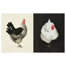 Bild Poster Chicken Ikea Posters Art Prints Buy Wall Decor Geometric Art Prints