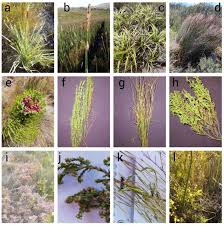 Image result for Platycaulos