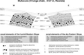 Image result for Lepidotrichilia volkensii