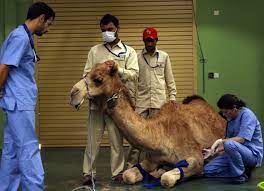 But the overall figures are just one indicator. Largest Camel Hospital In The World Opens In Saudi Arabia Al Arabiya English