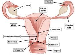 Gynecology Female Reproductive System Anatomy Reproductive System Female Reproductive System