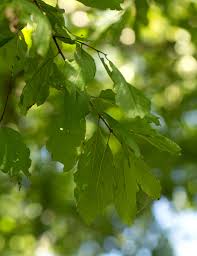 Image result for Berchemia discolor