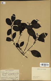 Image result for Metteniusaceae