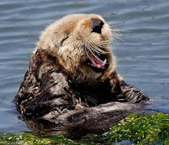 Happy Otter With A Big Smile Sea Otter Otters Otters Cute