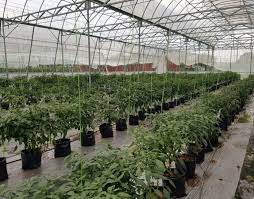 Ingin menanam cili secara fertigasi? Amalan Amalan Agronomi Dalam Penanaman Cili Secara Fertigasi Siri 2 Prebiu Com