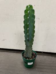 Image result for Cereus jamacaru