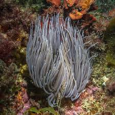 Image result for Anemone transvaalensis