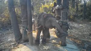 Wild elephant attack a jeep in jungle. Elephant Training Process Known As The Crush Revealed In Rarely Seen Footage The Independent The Independent
