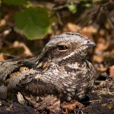 Nachtschwalbe ✔ найдено 2 значения слова ✔ nachtschwalbe: Das Ist Rhein Mains Pechvogel Der Ziegenmelker Hat S Nicht Leicht Extratipp