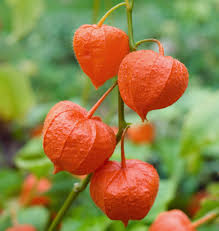 Image result for Kirkiaceae