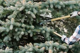 How much does a pine tree weigh per foot? Can You Prune Evergreen Trees