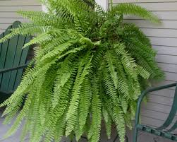 Image result for Nephrolepis