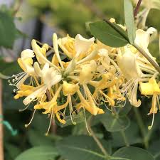 Uses of honeysuckle how can honeysuckle benefit you? Lonicera Scentsation Buy Honey Suckle Shrubs Online