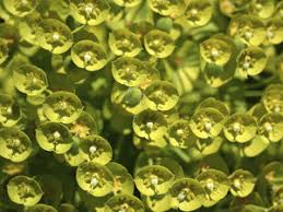 Locally grown heirloom flowers,gathered from the garden flower bouquet,seasonal bulk flowers,diy wedding. Lime Green Flowers Free Stock Photos Rgbstock Free Stock Images Micromoth April 30 2010 5