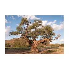 Image result for Acacia eriocarpa