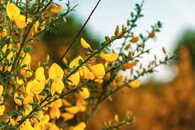 7 Weeds You Didn T Know Were Good For You Thisnzlife