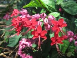 Image result for Clerodendrum splendens