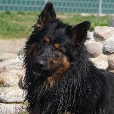 Hunde Tierheim Hannover Tierheim Tiere Hunde Vermittlung