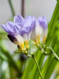 Freesia Articles Gardening Know How Fresia Flower Beautiful Flowers Pictures Beautiful Flowers