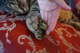 Wie gut muss dann erst eine katze für einen schriftsteller sein? Hemingway Haus Key West Ein Tag Im Katzenparadies Katzenblog Meine Katzenmadchen