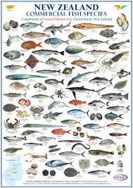 New Zealand Commercial Fish Species United Fisheries