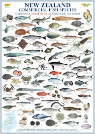 new zealand commercial fish species united fisheries