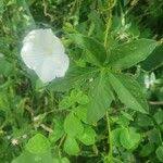 Image result for Ipomoea hochstetteri