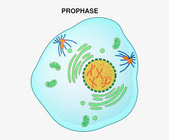 The role and function of the plasma membrane; Animal Cell No Labels Prophase Of Mitosis Png Image Transparent Png Free Download On Seekpng