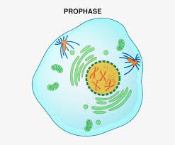 Plant and animal cell worksheets label and diagram of plant cell | herbs. Animal Cell No Labels Prophase Of Mitosis Png Image Transparent Png Free Download On Seekpng