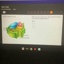 Check spelling or type a new query. Study The Diagram Of A Cell Which Structure Is Found Only In Plant Cells And Functions In The Brainly Com