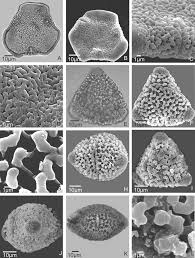 Image result for Malvaceae subfamily Bombacoideae