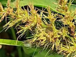 Image result for Scleria rehmannii