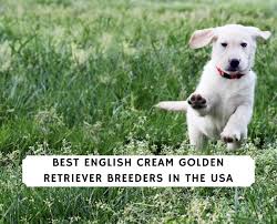 English golden retrievers puppies for sale and dogs for adoption in north carolina, nc. 4 Best English Cream Golden Retriever Breeders 2021 We Love Doodles