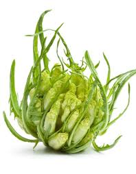 L'insalata di puntarelle alla romana è un contorno fresco e saporito, molto diffuso nel lazio e in alcune zone della campania, perché le puntarelle sono tipiche di questi territori, anche se ormai sono facilmente reperibili sui banchi di mercati e supermercati di tutta italia, addirittura già pulite e pronte per essere condite dalla tipica emulsione che ne impreziosisce il gusto. Come Cucinare Le Puntarelle 10 Ricette Buonissime