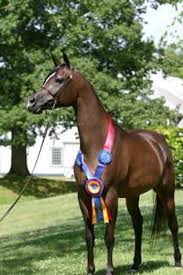 Rsl Faith Horses Filly Arabians