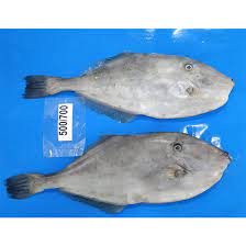 Leatherjacket Fish Glocal Enterprises