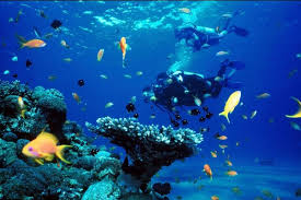 14 lukisan pemandangan dasar laut. 10 Potret Indah Surga Bawah Laut Di Pulau Jawa Bak Negeri Dongeng