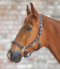 Maybe you would like to learn more about one of these? Little Horse Halter