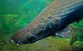Today, many species of fish are raised in contained fresh water or ocean water environments, including salmon, catfish, tilapia, cod and others. Arapaima A Candidate For Intensive Freshwater Culture Global Aquaculture Advocate
