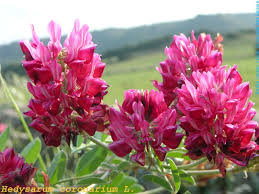 Image result for Hedysarum