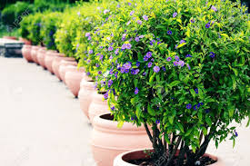 Image result for Lycianthes rantonnetii