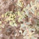 Image result for Suaeda vermiculata