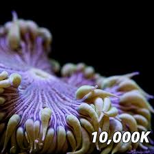 Image result for Aneilema zebrinum